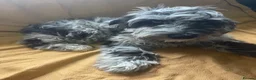 Sproodle dogs for sale: Sproodle pup's springer spaniel x poodle hypo coat - Advert 4