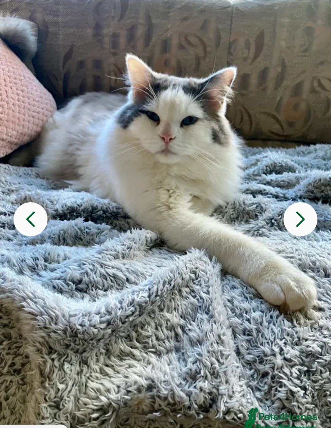 Ragdoll cats for sale: Ragdoll Kittens Due May in Plymouth - Advert 2