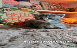 Maine Coon cats for sale: Stunning Xl Mainecoon Kittens  - Image 7