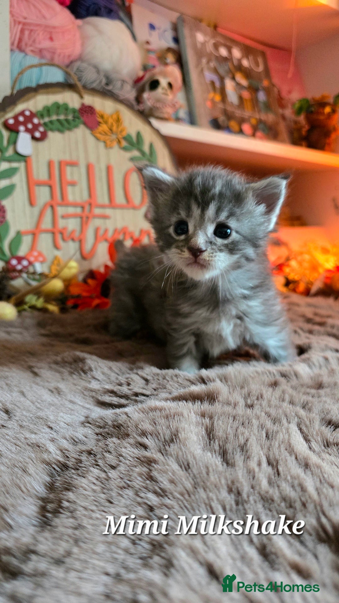 Maine Coon cats for sale: Stunning Xl Mainecoon Kittens  - Image 7