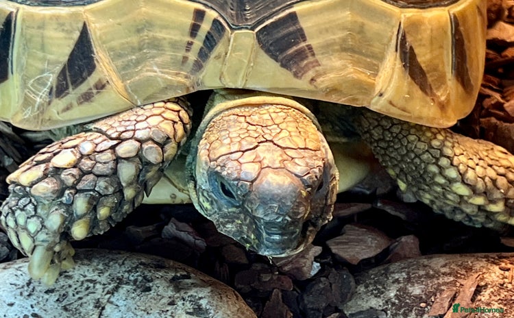 Hermann Tortoise reptiles - Advert 3