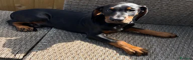 Dobermann 3