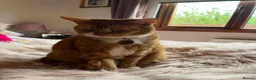Domestic Shorthair cats for sale: Rozi the Ginger Domestic Female Cat  in Shotts - Advert 2