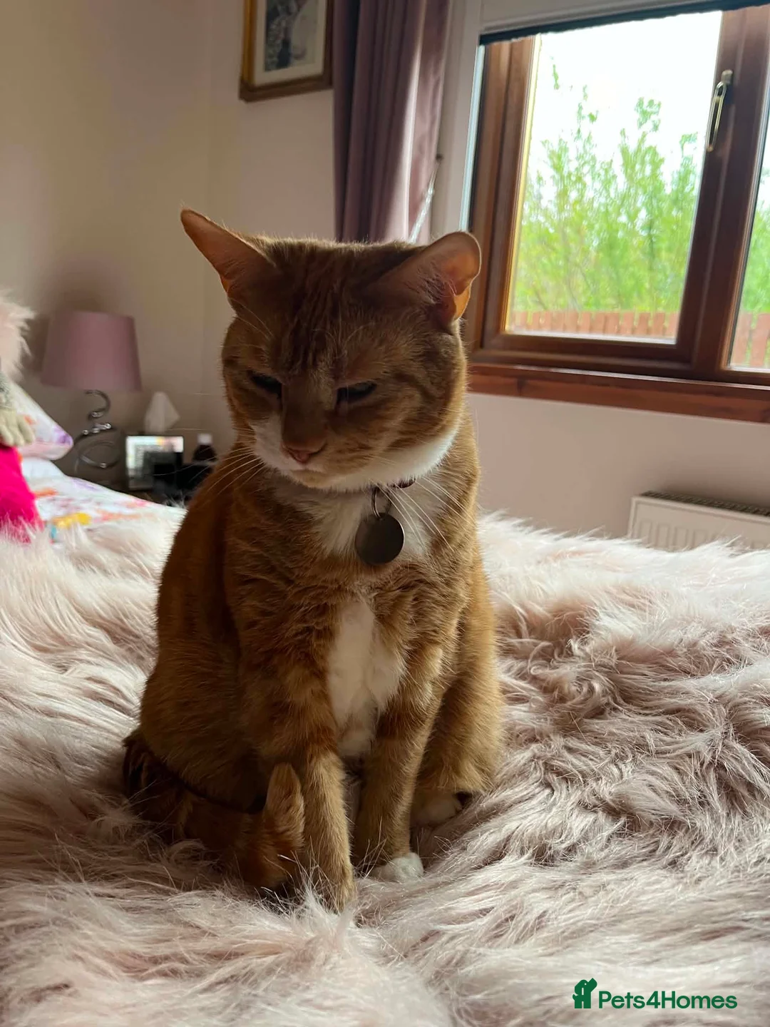 Domestic Shorthair cats for sale: Rozi the Ginger Domestic Female Cat  in Shotts - Advert 2