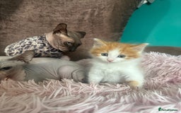 Mixed Breed cats for sale: Gorgeous long hair kitten 🧡🖤 - Advert 4