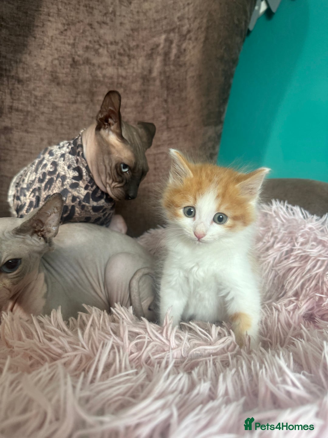 Mixed Breed cats for sale: Gorgeous long hair kitten 🧡🖤 - Advert 4