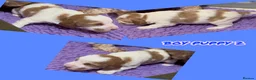 Australian Labradoodle dogs for sale: Fully health tested Australian Labradoodle puppies - Advert 15