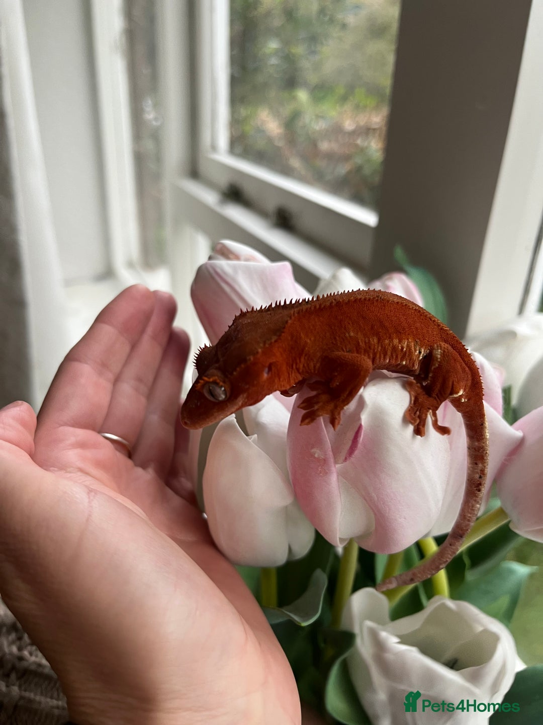 Gecko reptiles for sale: Crested gecko - Image 8