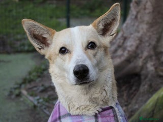 Mixed Breed dogs Egyptian girl Cleo is looking for her forever home - Advert 11