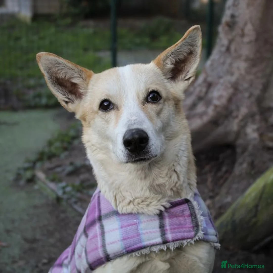 Mixed Breed dogs for adoption: Egyptian girl Cleo is looking for her forever home - Advert 2