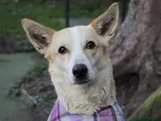 Mixed Breed dogs Egyptian girl Cleo is looking for her forever home - Advert 3