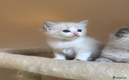 Ragdoll cats for sale: 5 beautiful GCCF Ragdoll kittens - Image 18