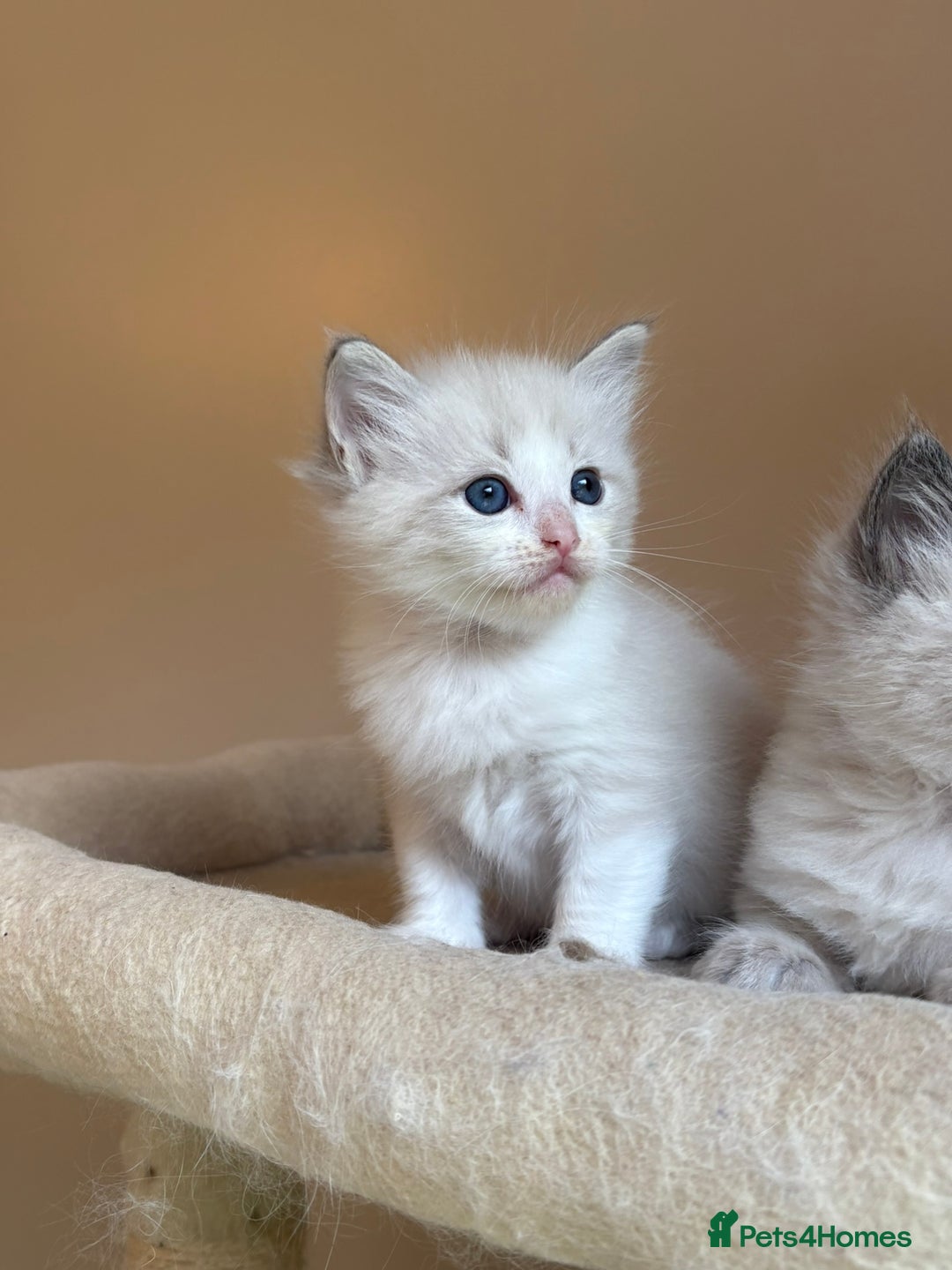 Ragdoll cats for sale: 5 beautiful GCCF Ragdoll kittens - Image 18
