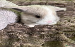 Mini Lop rabbits for sale: Pure breed mini lops  - Image 17
