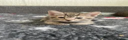 Mixed Breed cats for sale: Gorgeous 12week old tabby brother and sister - Advert 10