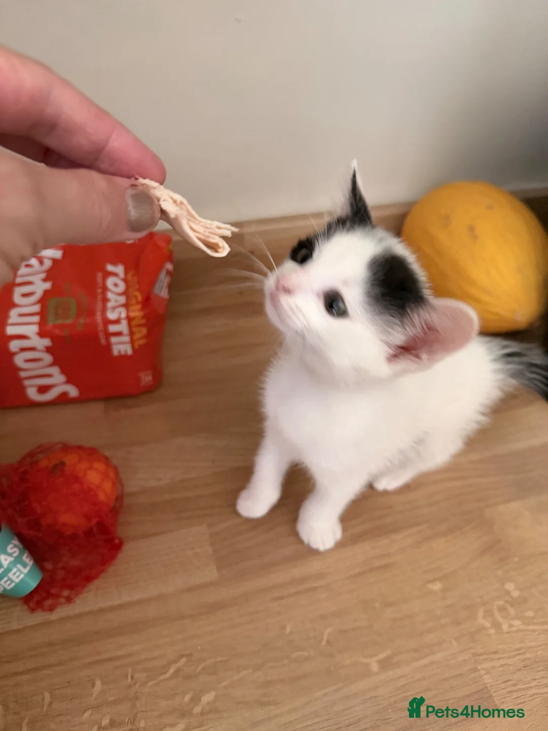 Mixed Breed cats for sale: Narla in Saint Helens - Advert 4