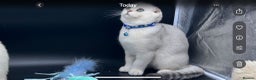 Scottish Fold cats for sale: Scottish Fold Kittens with TICA Registration - Advert 21