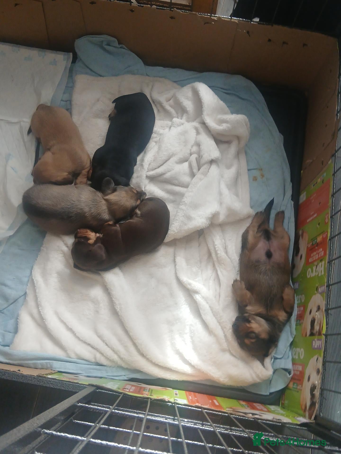 Dachshund dogs Beautiful littler of puppys  - Advert 10