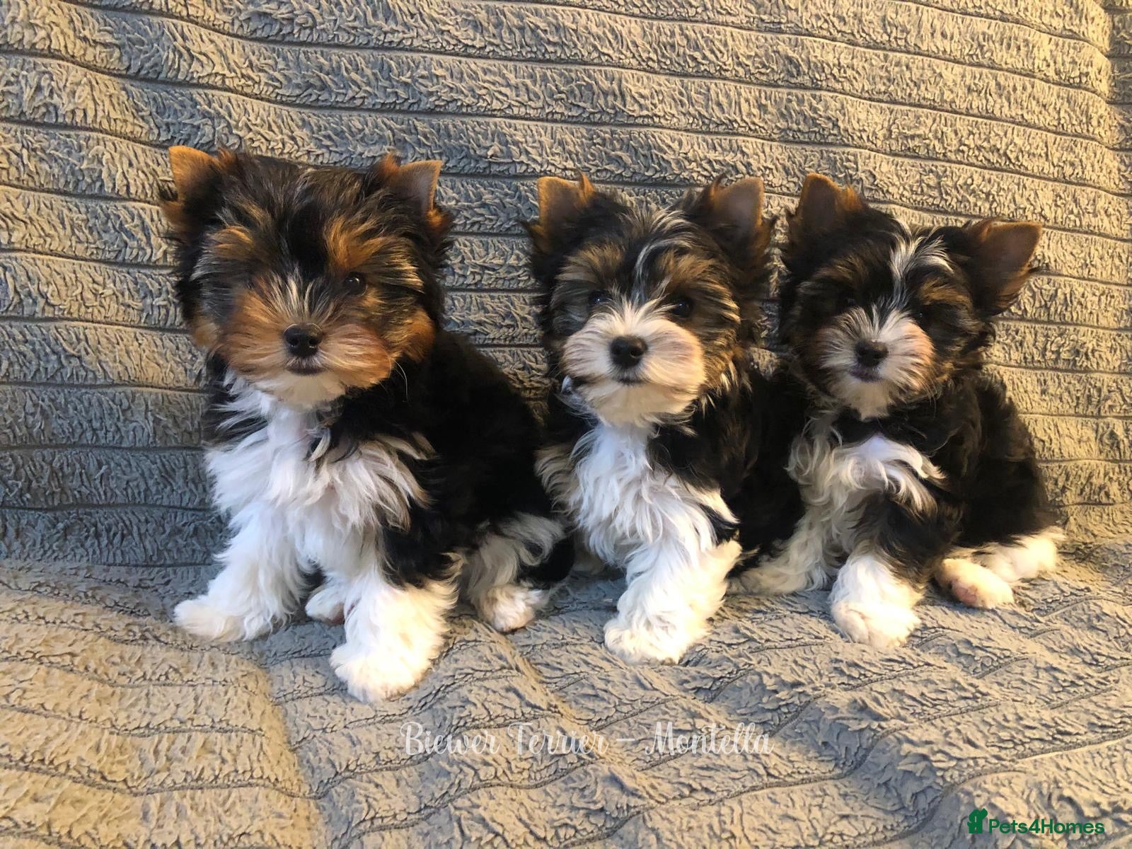 Yorkshire Terrier dogs Three Biewer Terriers LEFT! - Advert 1