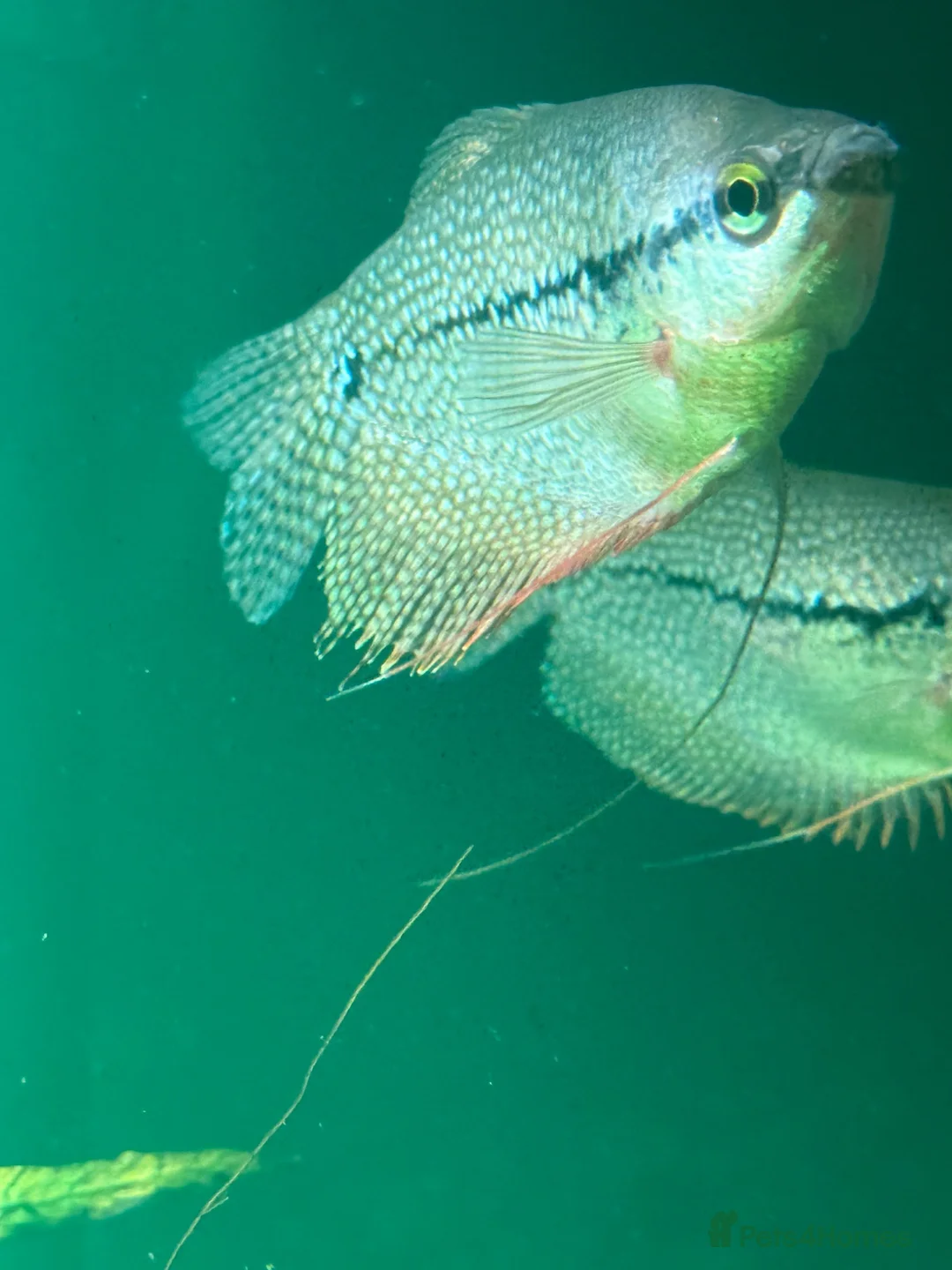 Gouramis fish for sale: Male Pearl Gourami in Bristol - Advert 3