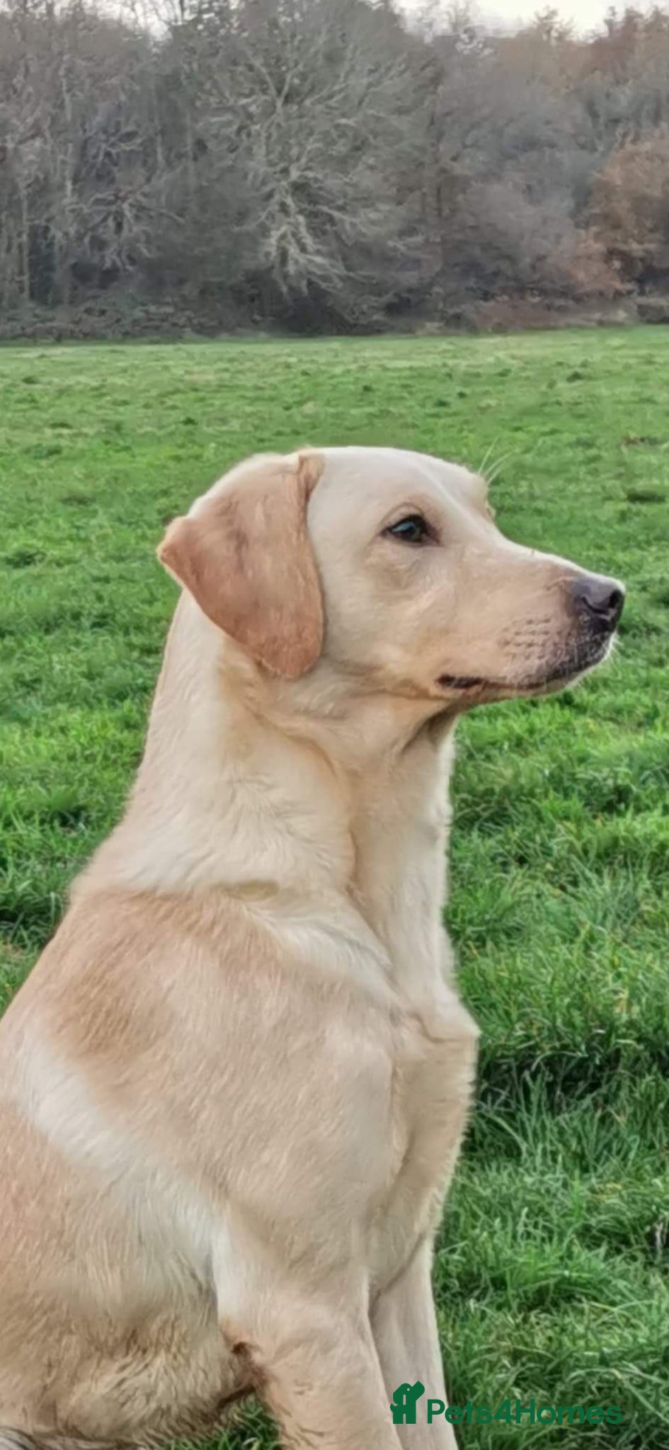 Labrador Retriever dogs Working yellow Labrador  - Advert 1