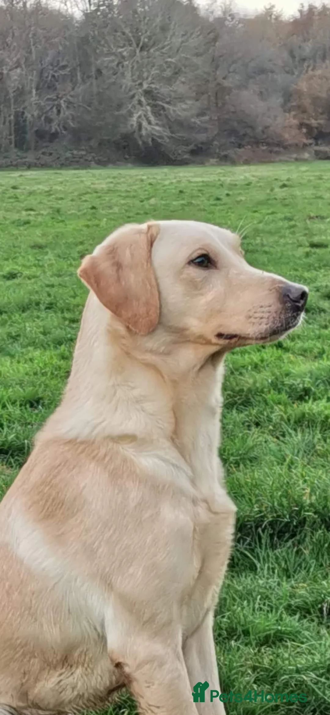 Labrador Retriever dogs for stud: Working yellow Labrador  - Advert 1