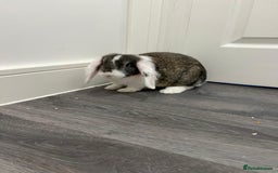 Mini Lop rabbits for sale: 2 lovely rabbits looking for forever home  - Image 1