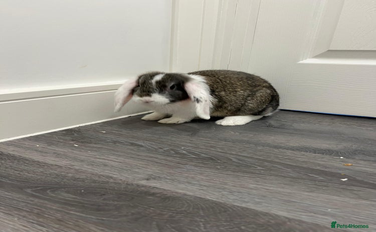 Mini Lop rabbits - Advert 5