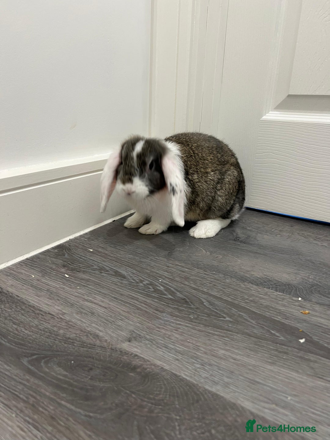 Mini Lop rabbits for sale: 2 lovely rabbits looking for forever home  - Image 1