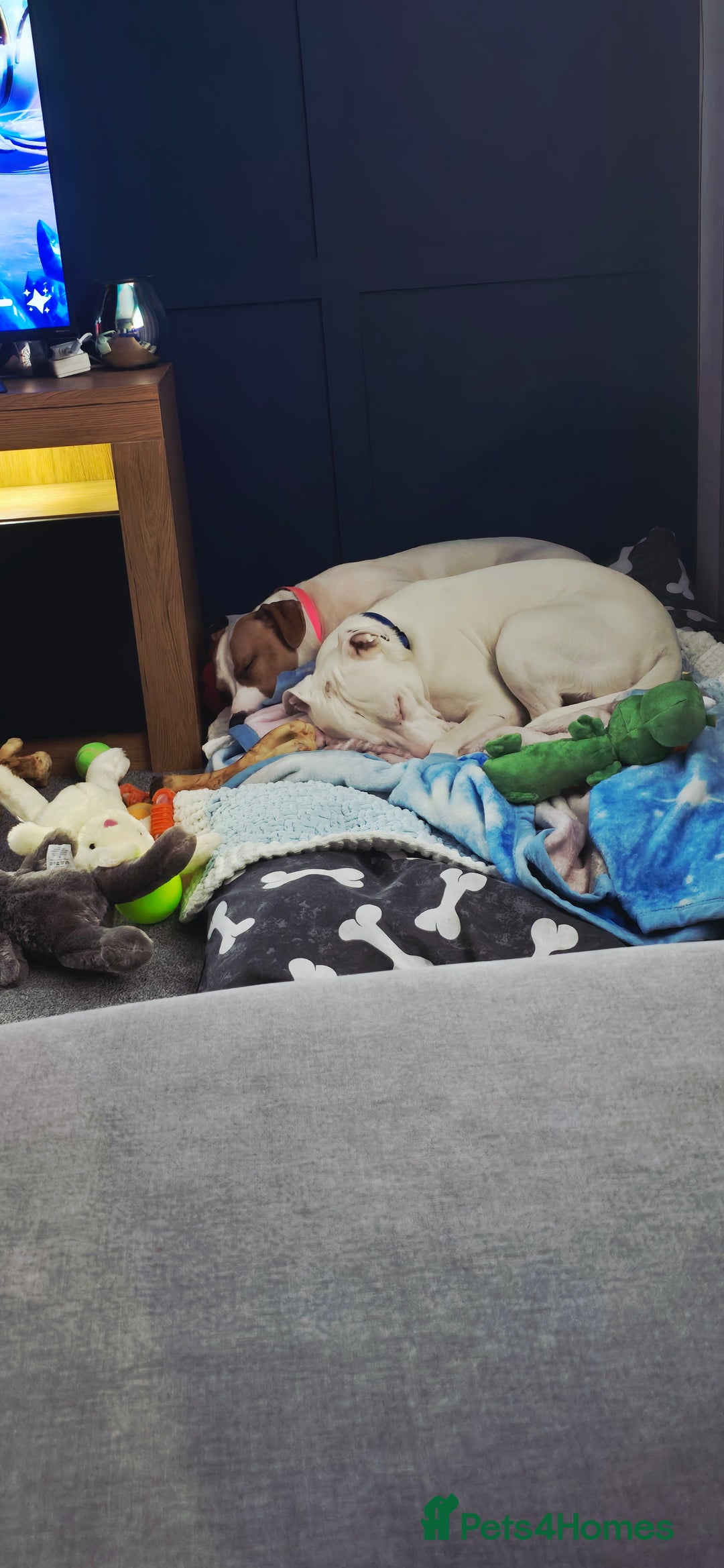 Staffordshire Bull Terrier dogs for sale: Angel and Stitch  - Advert 4