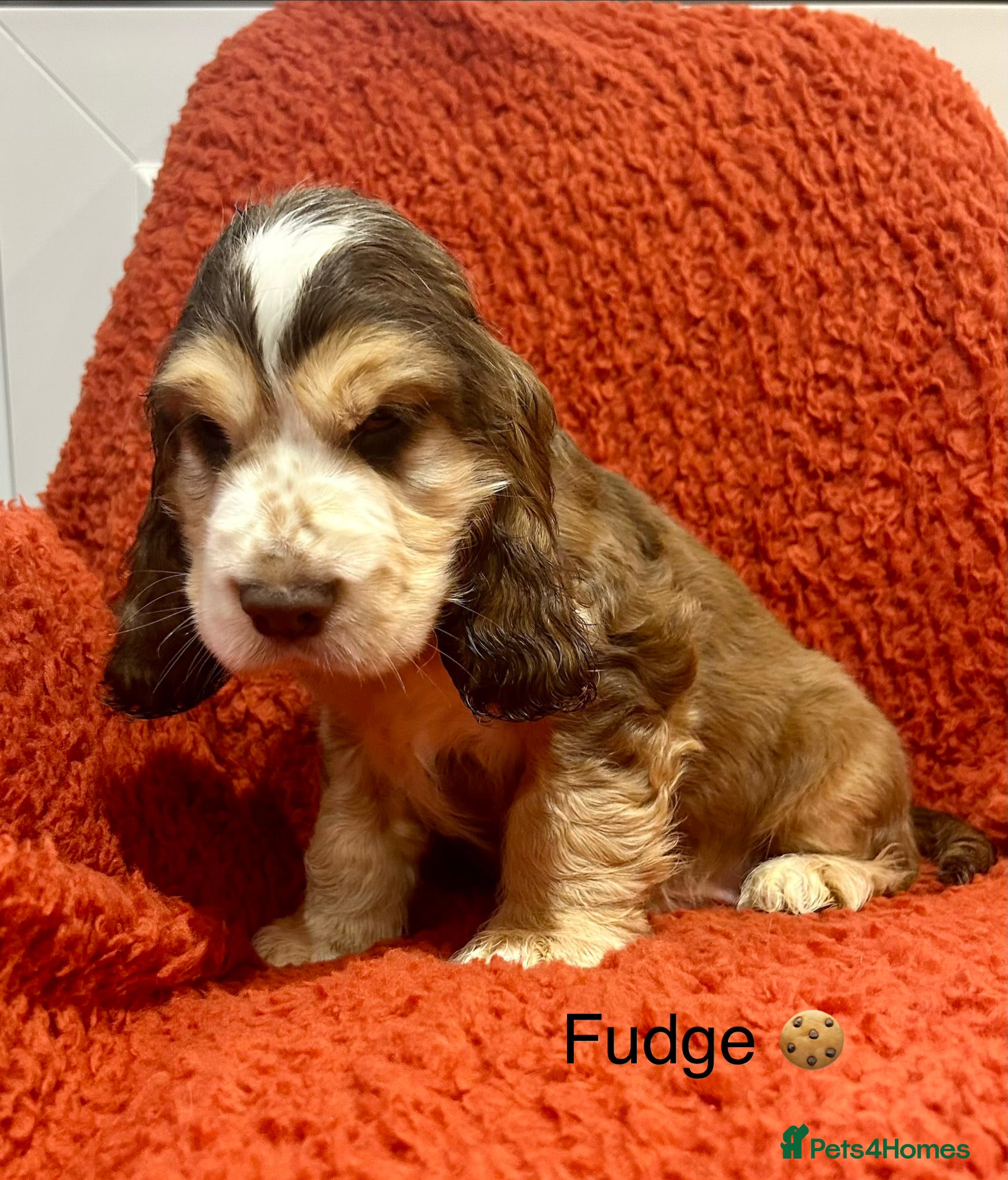 Cocker Spaniel dogs Fantastic show cocker boys extensively dna clear  - Advert 1