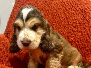 Cocker Spaniel dogs Fantastic show cocker boys extensively dna clear - Advert 1