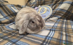 Mini Lop rabbits for sale: Mini lop bunny  - Image 2