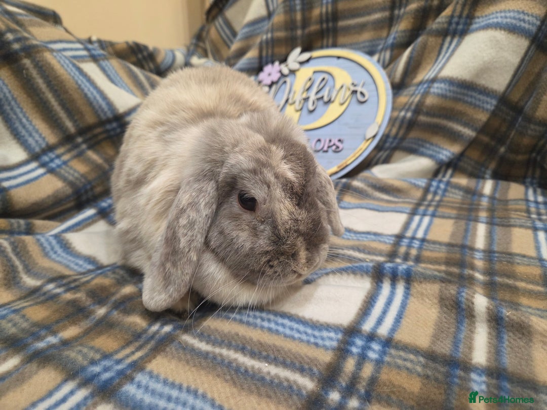 Mini Lop rabbits for sale: Mini lop bunny  - Image 2