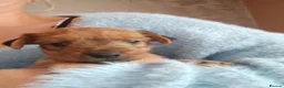 Patterjack dogs for sale: Patterjacks - Advert 20