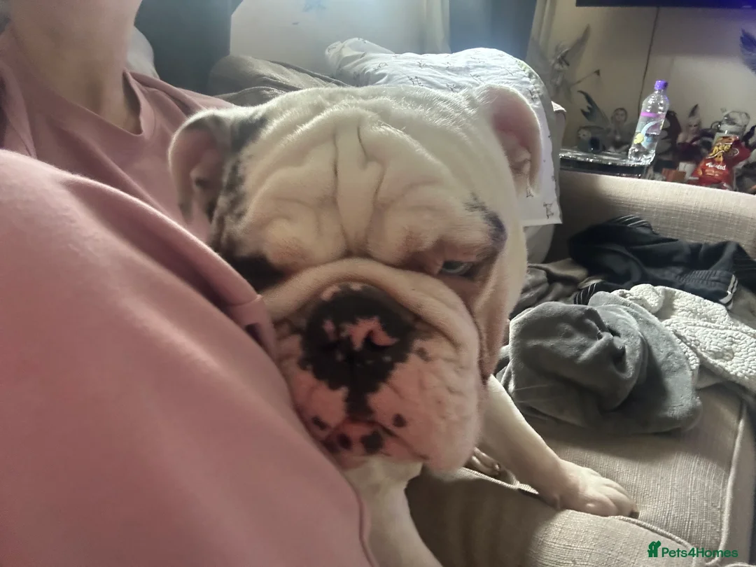 English Bulldog dogs for sale: Reggie looking for 5 star home  - Advert 12