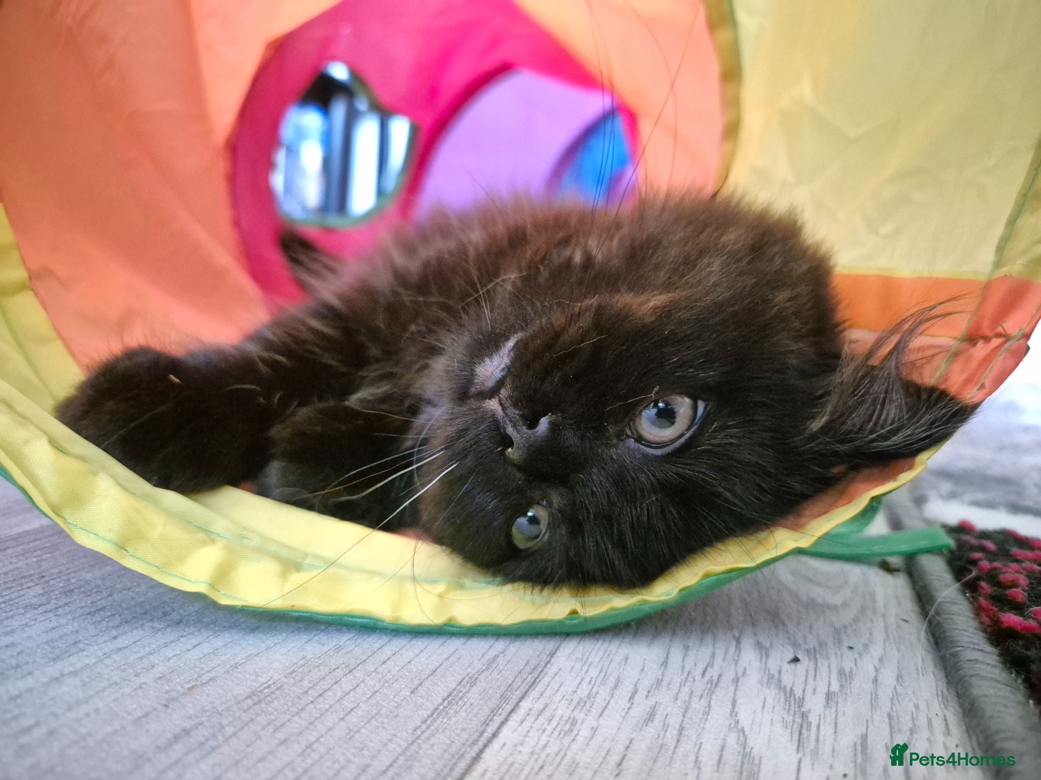 Mixed Breed cats Beautiful Black Ragdoll x Persian Kitten Ready Now - Advert 1