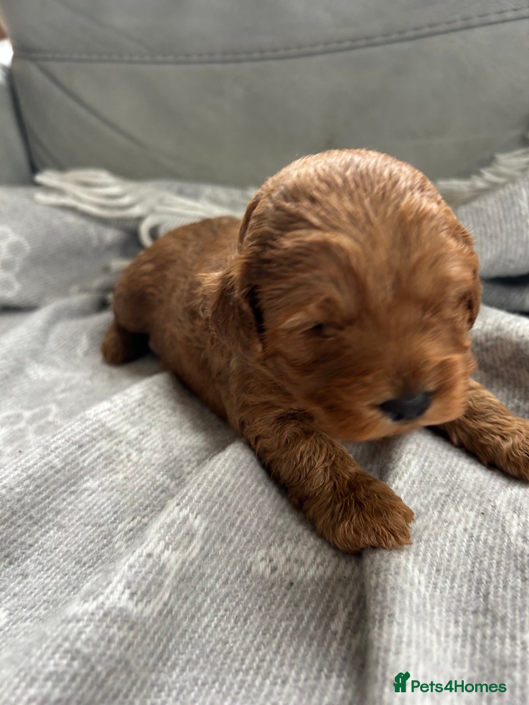Cockapoo dogs for sale: F2B Cockapoo pups  - Advert 5