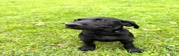 Labrador Retriever dogs for sale: FTCH Drakeshead Labrador boys  in Whiston - Advert 5