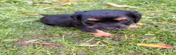 Cocker Spaniel dogs for sale: STUNNING WORKING COCKER SPANIEL PUPS - Advert 25