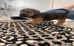 Jack Russell dogs for sale: Jackrussel  - Image 3