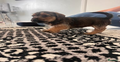 Jack Russell dogs - Advert 2