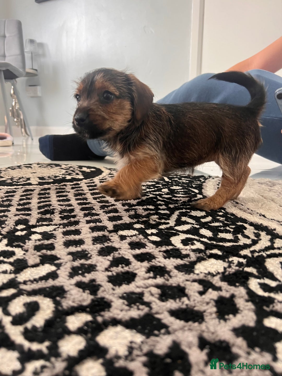 Jack Russell dogs for sale: Jackrussel  - Image 3