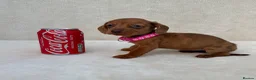 Miniature Dachshund dogs for sale: Dachshund puppies 3 boys 3 girls KC registered - Advert 22