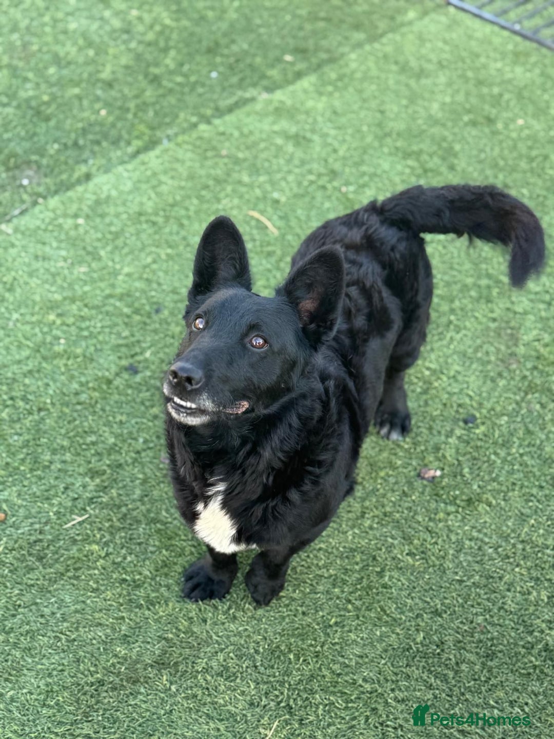 Mixed Breed dogs for adoption: Dashing Dave ready for a new home! - Image 6