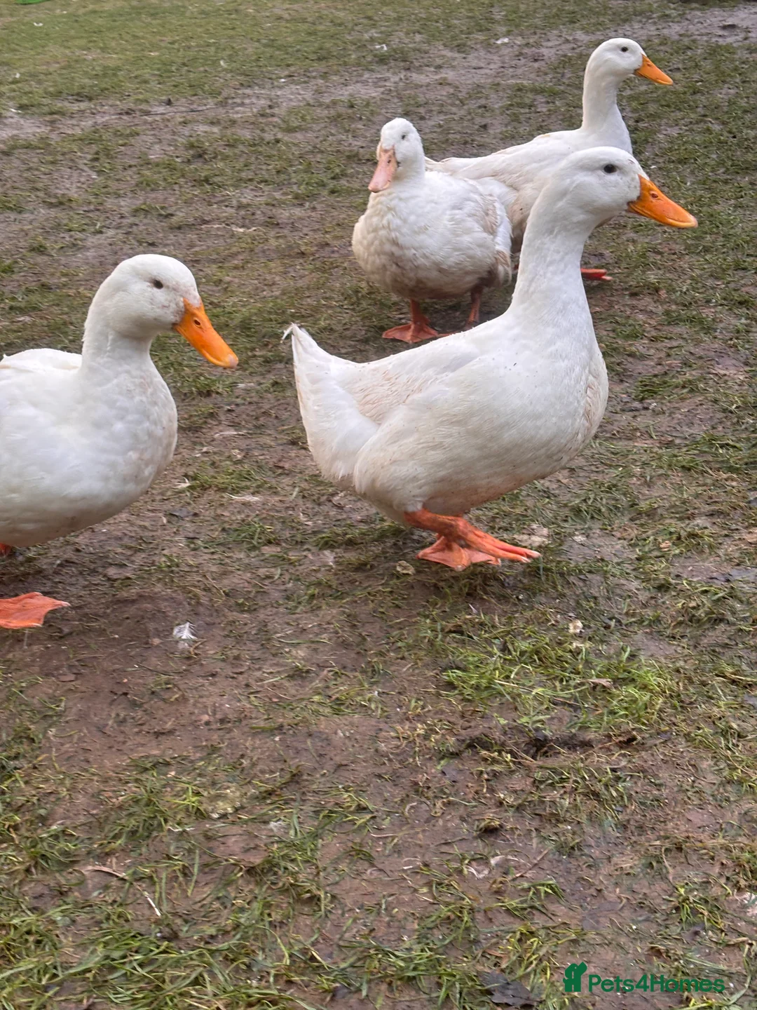 Ducks poultry for sale: 3 cherry valley ducks  - Advert 3