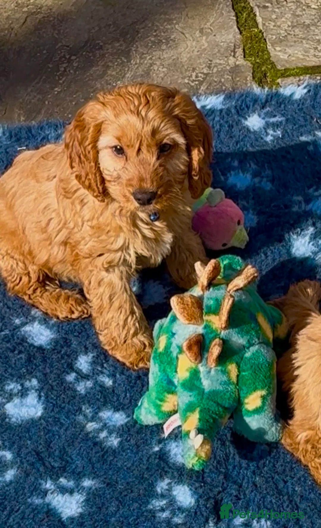 Cockapoo dogs for sale: F1 Cockapoo Puppies Ready Now! - Advert 2