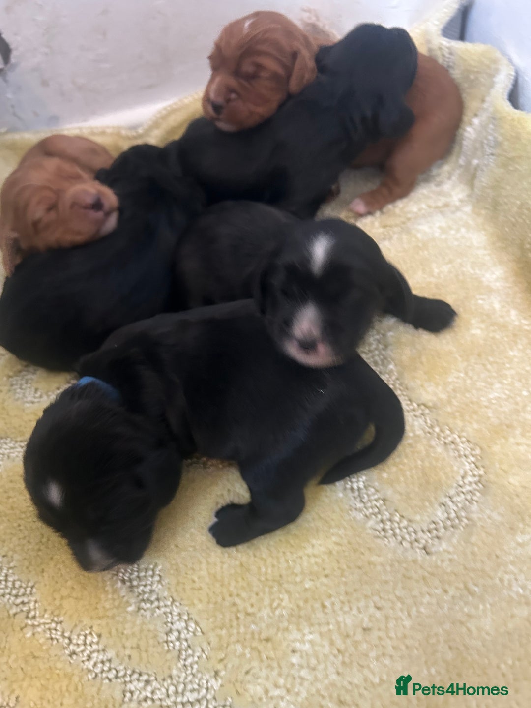 Cocker Spaniel dogs for sale: K C registered Cocker spaniel puppies  - Advert 13