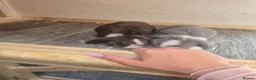 Mini Lop rabbits for sale: Mini lop  - Advert 2