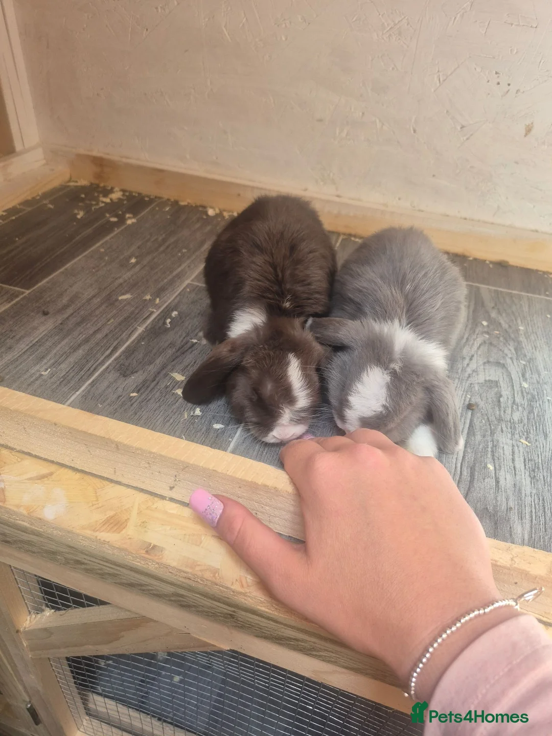 Mini Lop rabbits for sale: Mini lop  - Advert 2